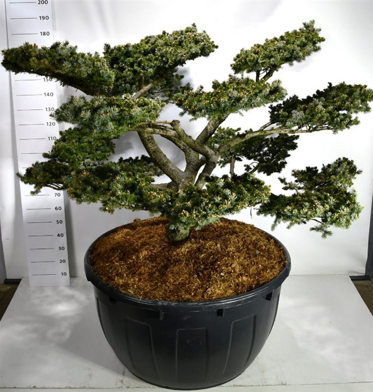 Picea pungens 'Glauca Globosa' - 150-175 CM Bonsai Cont.